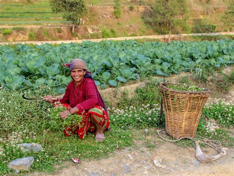 agriculture.nepal Archives - True Wind Healing Travel