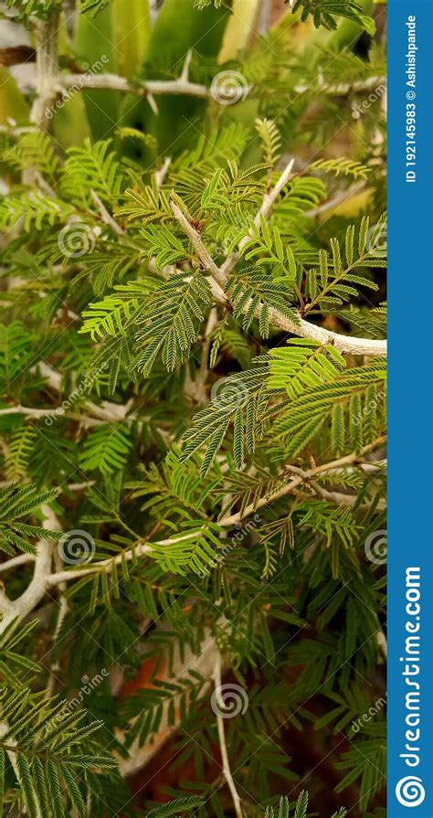 Esta Es Una Hermosa Planta De Jand Imagen De Archivo Imagen De