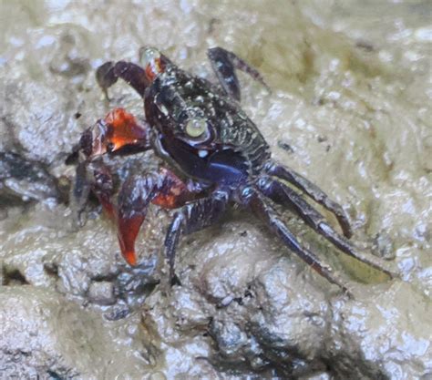 Maroon Mangrove Crab From Cairns Mt Whitfield AU QL AU On April 14