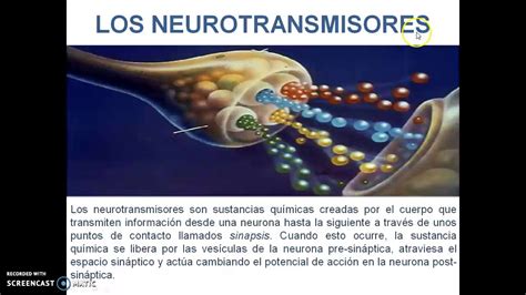 Neurociencia Tema Ii Mecanismos De TransmisiÓn Neuronal Las Neuronas Sinapsis Y