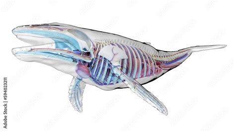 3d illustration of a humpback whale's internal organs ilustración de ...