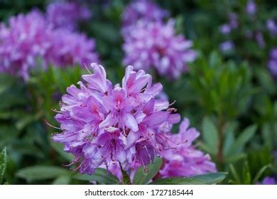 Large Common Purple Rhododendron Flower Stock Photo 1727185444 ...