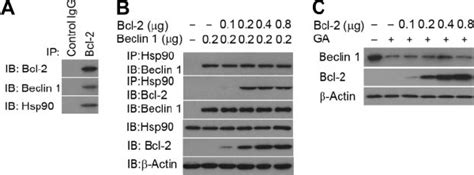 Bcl 2 Does Not Interfere With The Interaction Between Hsp90 And Beclin