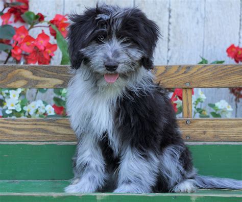 Mini Aussiedoodle For Sale Millersburg, OH Male- Brody – AC Puppies LLC