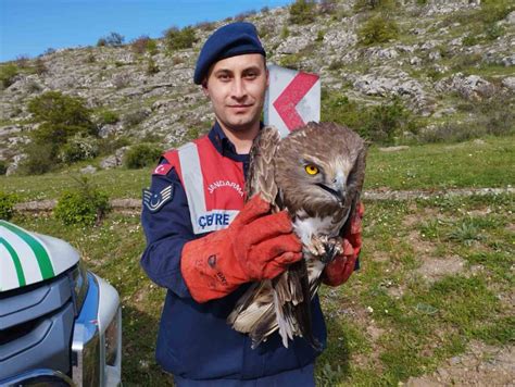 Tokatta Yaral Bulunan Kartal Tedavi Alt Na Al Nd