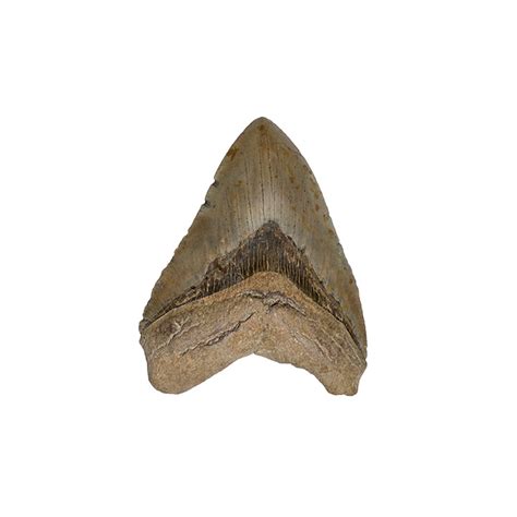 Shark Tooth Shark Tooth Rock Identifier