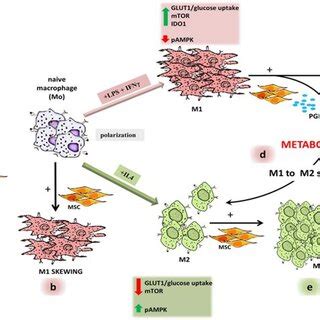 Mscs Modulate Macrophages Phenotypes Differentiation Mscs Regulate A