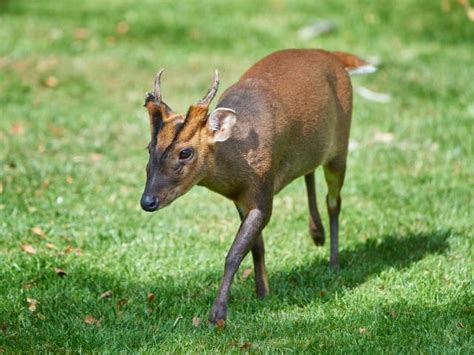 Muntjac Deer Species | Facts & Information About Muntjac Deer