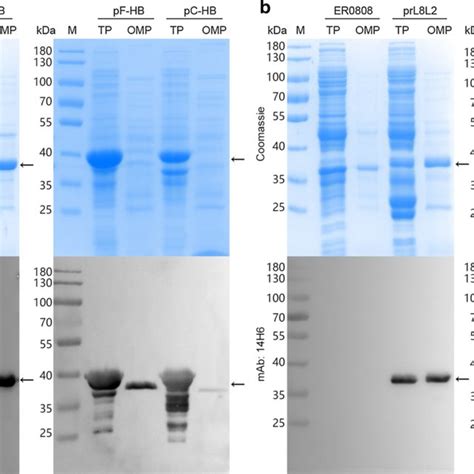 Identification Of Fusion Protein Expression And Purification Sds Page