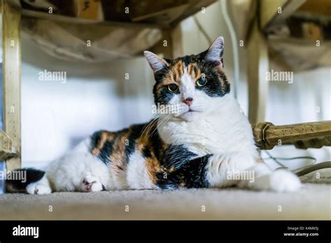 Angry Calico Cat Sitting Under Chair On Carpet Looking Angry At Home