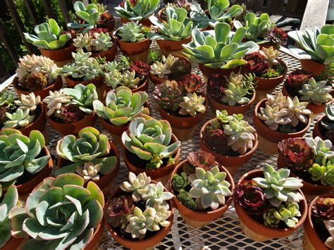 Tips For Arranging A Pot Of Succulents World Of Succulents