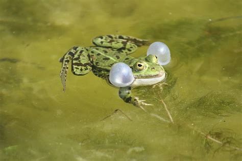 Why Do Frogs Croak And How Do Frogs Croak Amphibian Life