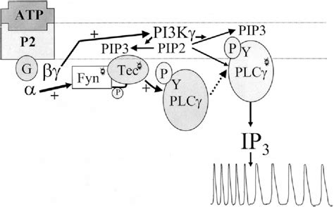 Figure From A Specific Role Of Phosphatidylinositol Kinase A