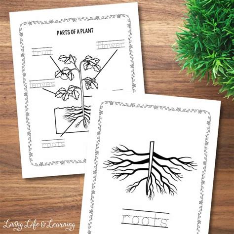 Parts Of A Plant Coloring Pages For Kids