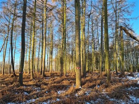 In England Reforestation Projects Are Ever More Numerous