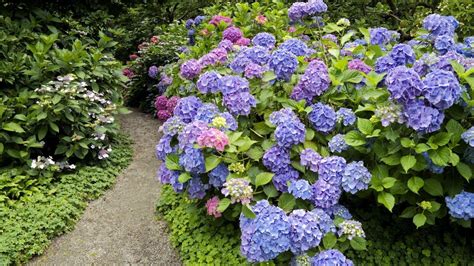 Hydrangea Wallpapers Wallpaper Cave