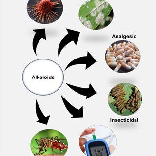 anticancer alkaloids identified form  plant species