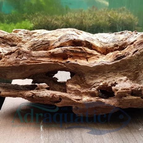 Aquascape Batu Dan Kayu 58 Koleksi Gambar