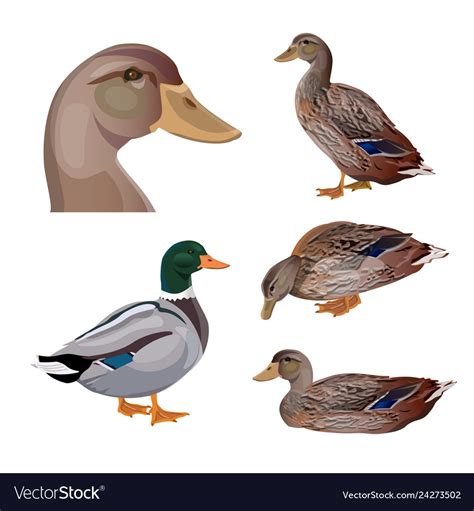 Set Of Ducks Royalty Free Vector Image Vectorstock