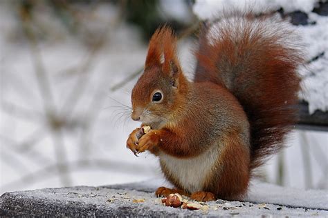 Eichhörnchen Foto And Bild Tiere Wildlife Säugetiere Bilder Auf