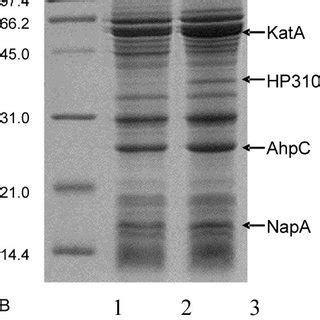 SDS PAGE Of H Pylori Proteins And Western Blot Analysis For HP310 A