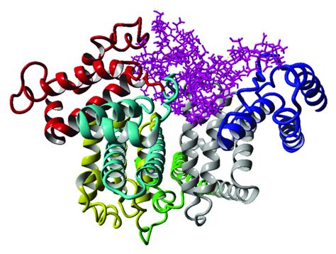 Structure Of Human Serum Albumin With Different Coloring For The