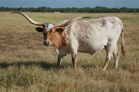 El Coyote Ranch Photo Gallery Texas Longhorns And Information Page