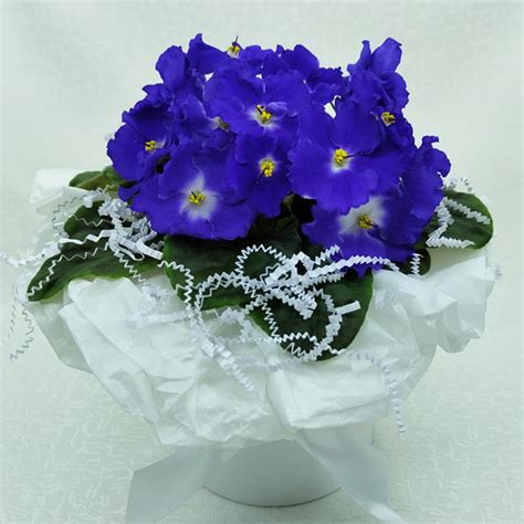 Фиалка Optimara Michelangelo - купить