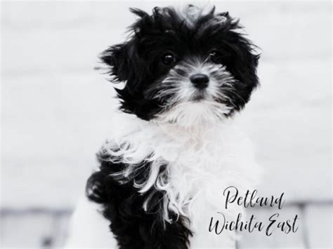 Maltipoo Puppies Petland Wichita Kansas