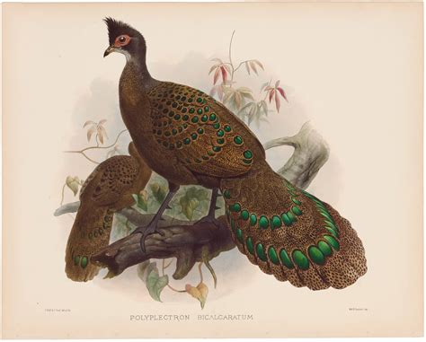 Elliot Pheasants Pl 42 Iris Polyplectron A Monograph Of The