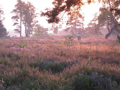 Heideblüte 2014 in der Lüneburger Heide - Lila Pracht