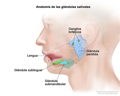 Que Son Las Glandulas Salivales Y Cual Es Su Funcion