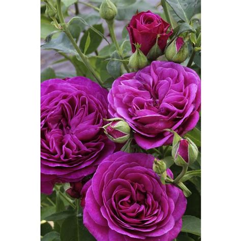 Englische Strauchrose Rosa Hybrida Rose De Resht Max Wuchsh He