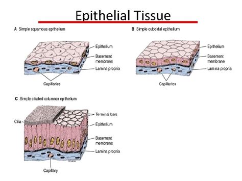 Simple Epithelium Dr Mukesh Singla Epithelial Tissue General