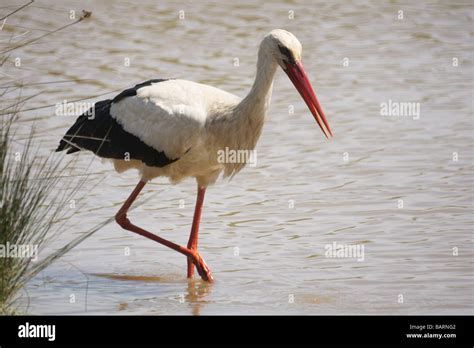 Birdsstorkswhite Storkciconia Ciconiaadult Walking In Water Stock