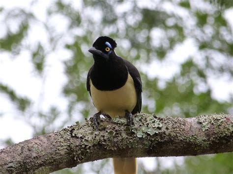 06 Geai acahé Cyanocorax chrysops Plush crested Jay Flickr