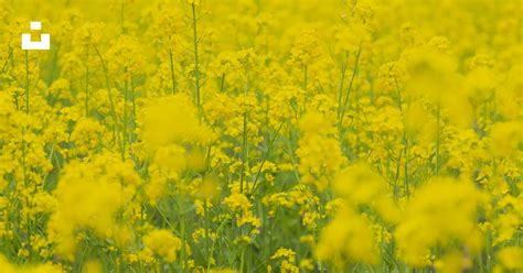 Un champ de fleurs jaunes avec des arbres en arrière-plan photo – Photo ...