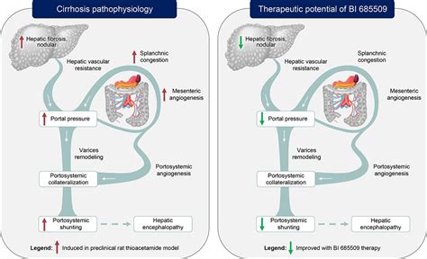 Soluble Guanylyl Cyclase Activator Bi 685509 Reduces Portal Hypertension And Portosystemic