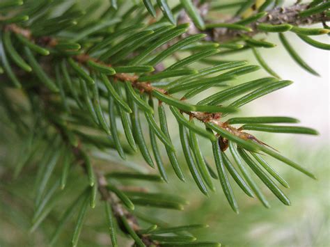 Red Spruce From Off Basin Point Road Harpswell Me Usa On October