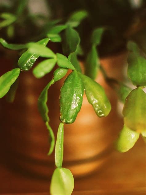 Caring For Christmas Cactus With Yellow Leaves Reasons For Christmas