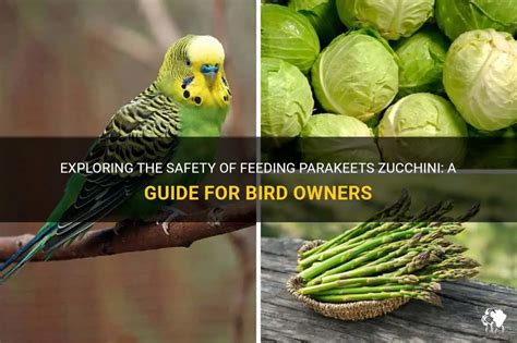 Exploring The Safety Of Feeding Parakeets Zucchini A Guide For Bird