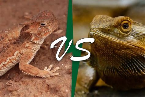 Horned Lizard Vs Bearded Dragon Get To Know Which Is Right For You