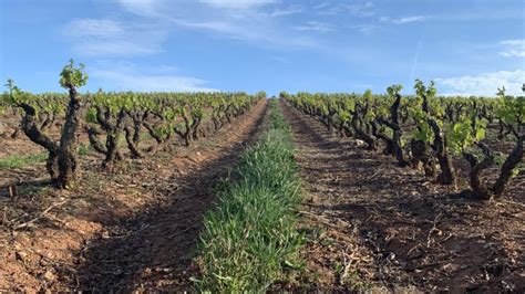 Las 6 ventajas de la cubierta vegetal en viñedo Rivalia Bodegas y Viñedos