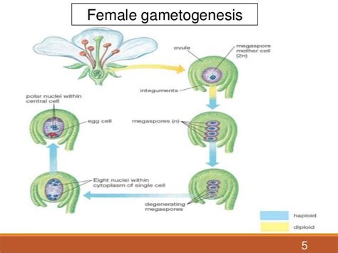 unreduced gamete formation and its role in plant breeding