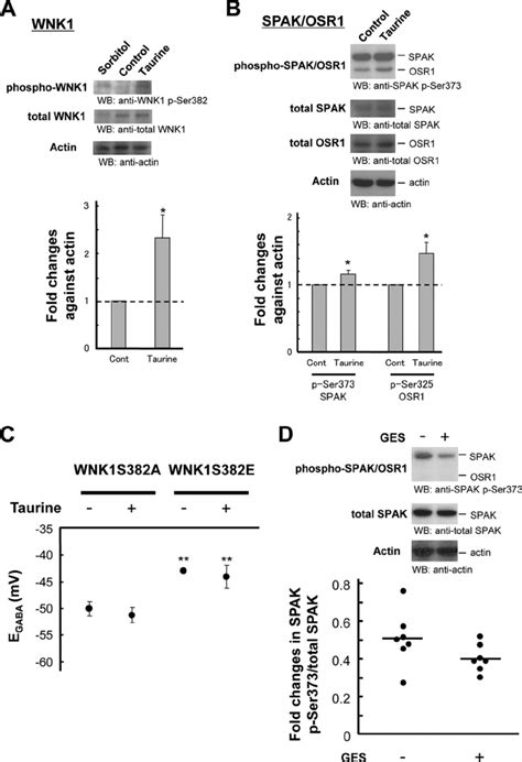 WNK SPAK OSR1 Pathway Activated By Taurine Facilitates KCC2 Inhibition