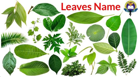 Different Types Of Leaves With Names And Pictures Leaves 53 Off