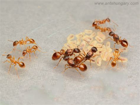 Myrmica rubra – ANTSITE.EU