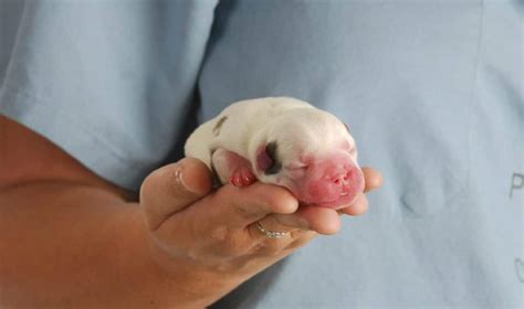 How Much Does A Dogs C Section Cost Papaya Veterinary Care