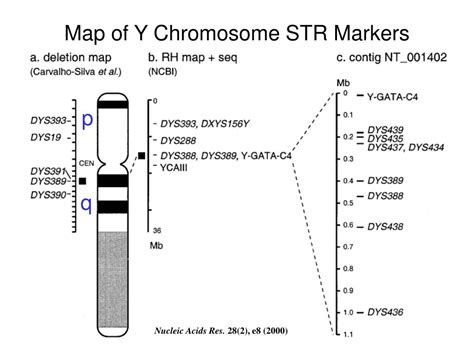 PPT Y Chromosome DNA Variation Monitored By SNP And STR Analysis