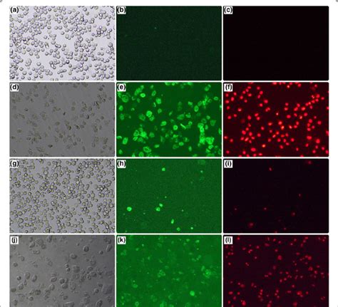 Photomicrographs From Fluorescence Microscopy Representative Of Du